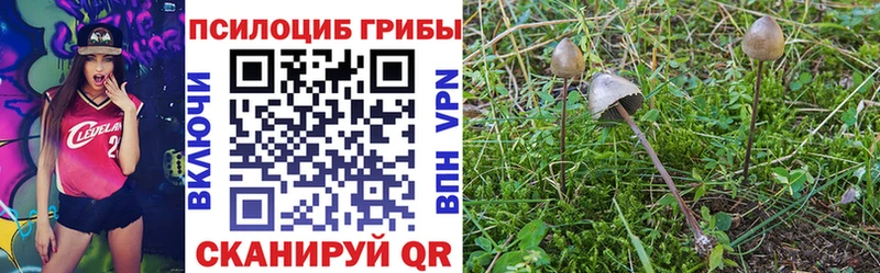 Купить закладки  Зуевка  Галлюциногенные грибы мицелий 